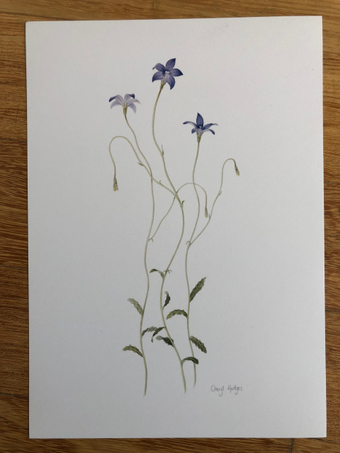 Royal Bluebell Wahlenbergia Gloriosa